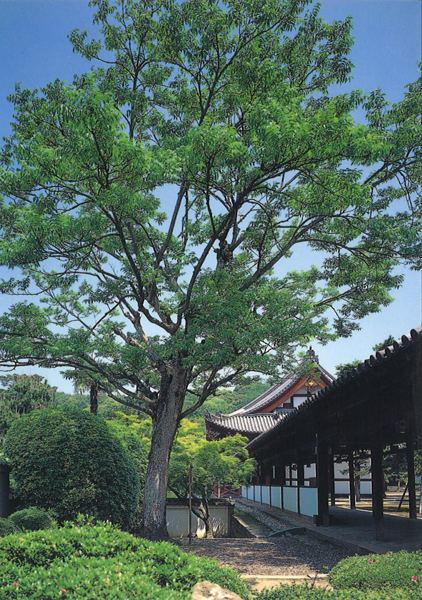 黄檗樹